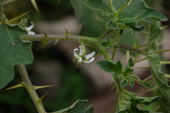 Solanum viarum